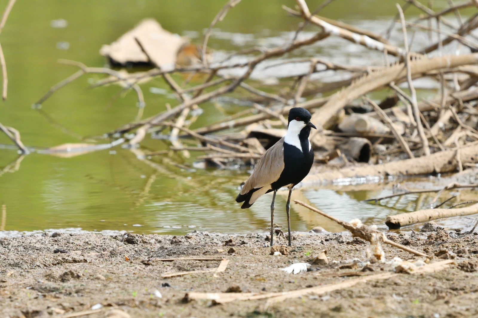 photo - Modou Birdguide