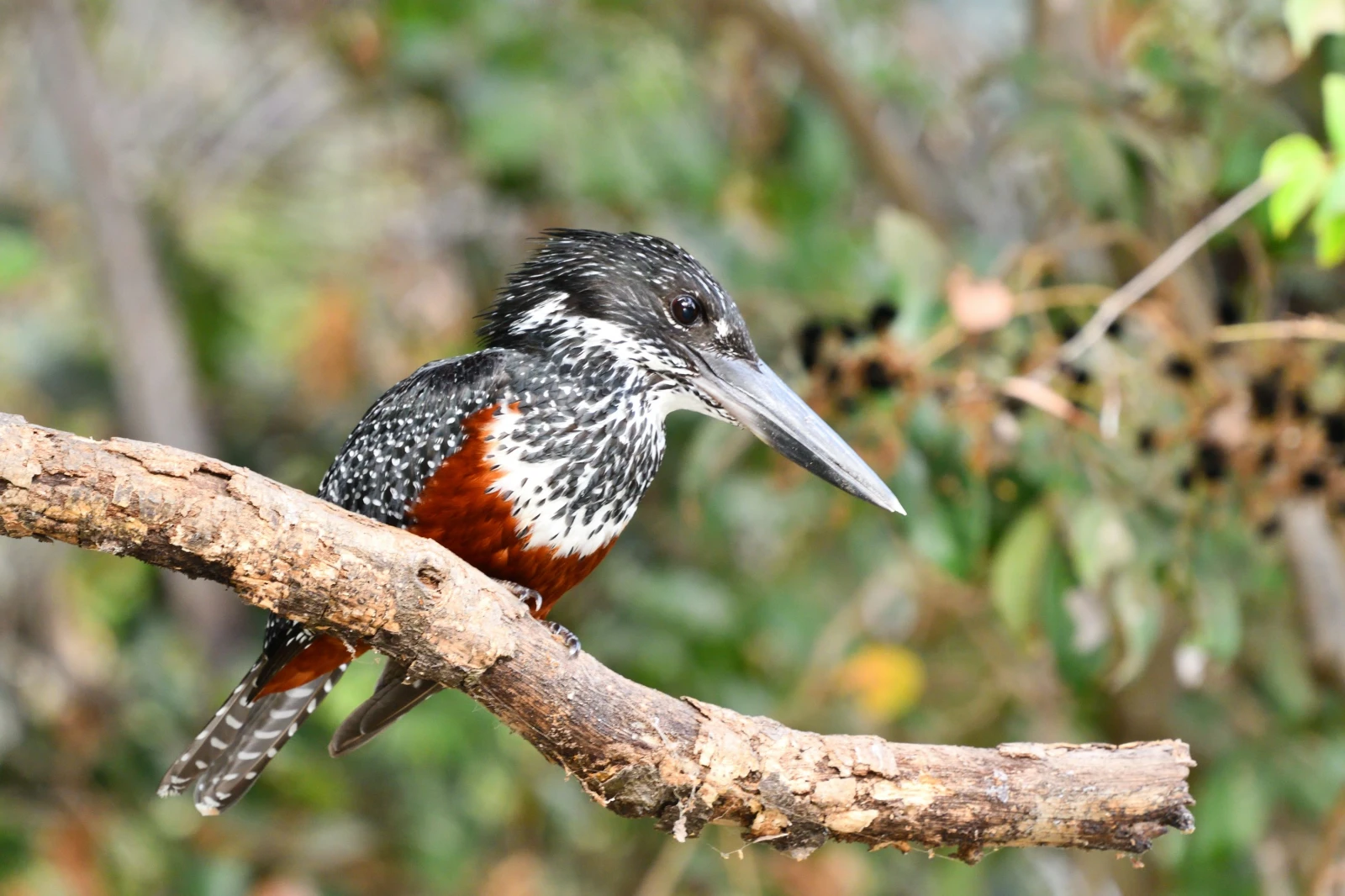 photo - Modou Birdguide