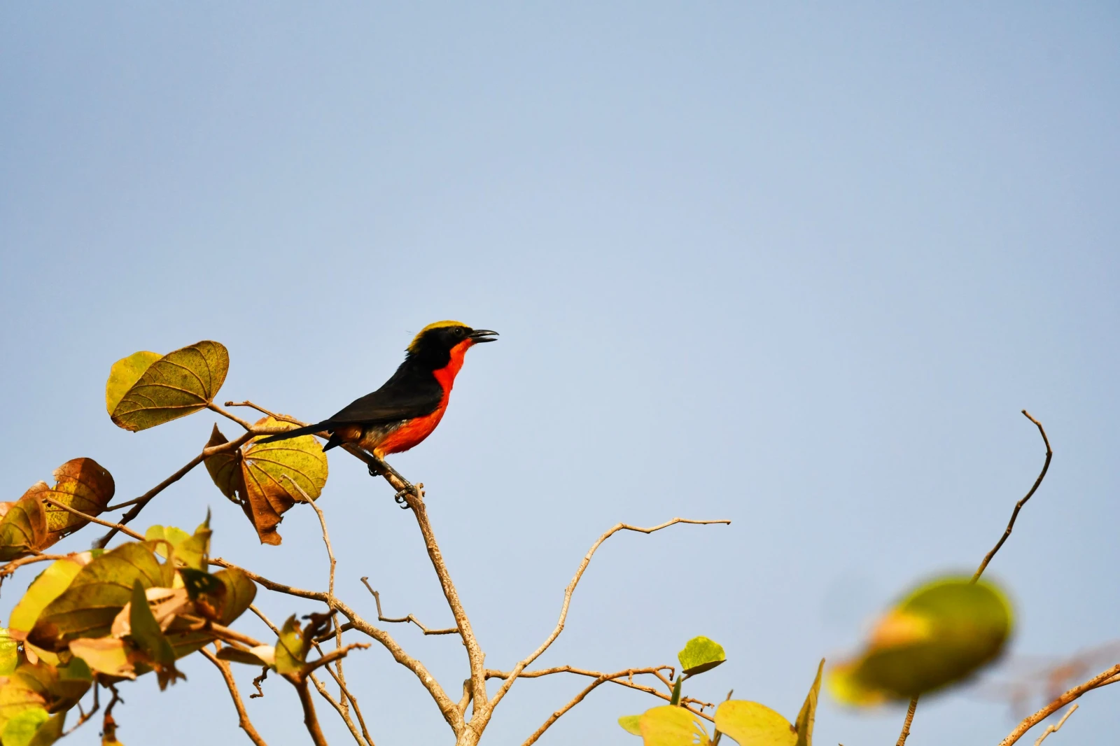 photo - Modou Birdguide