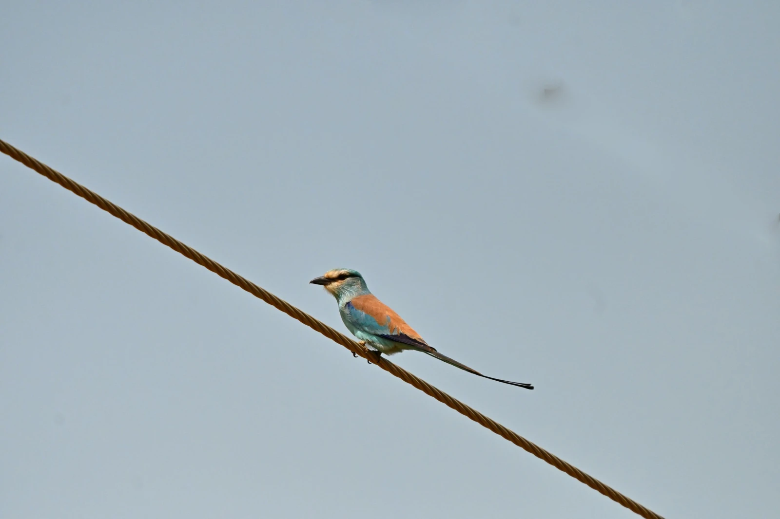 photo - Modou Birdguide