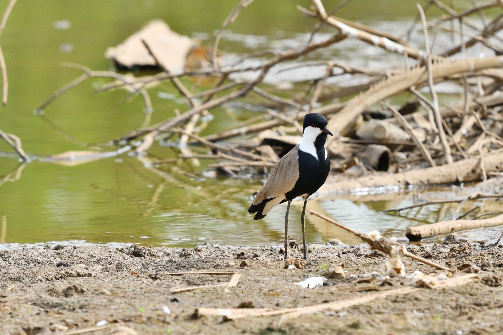 photo - Modou Birdguide