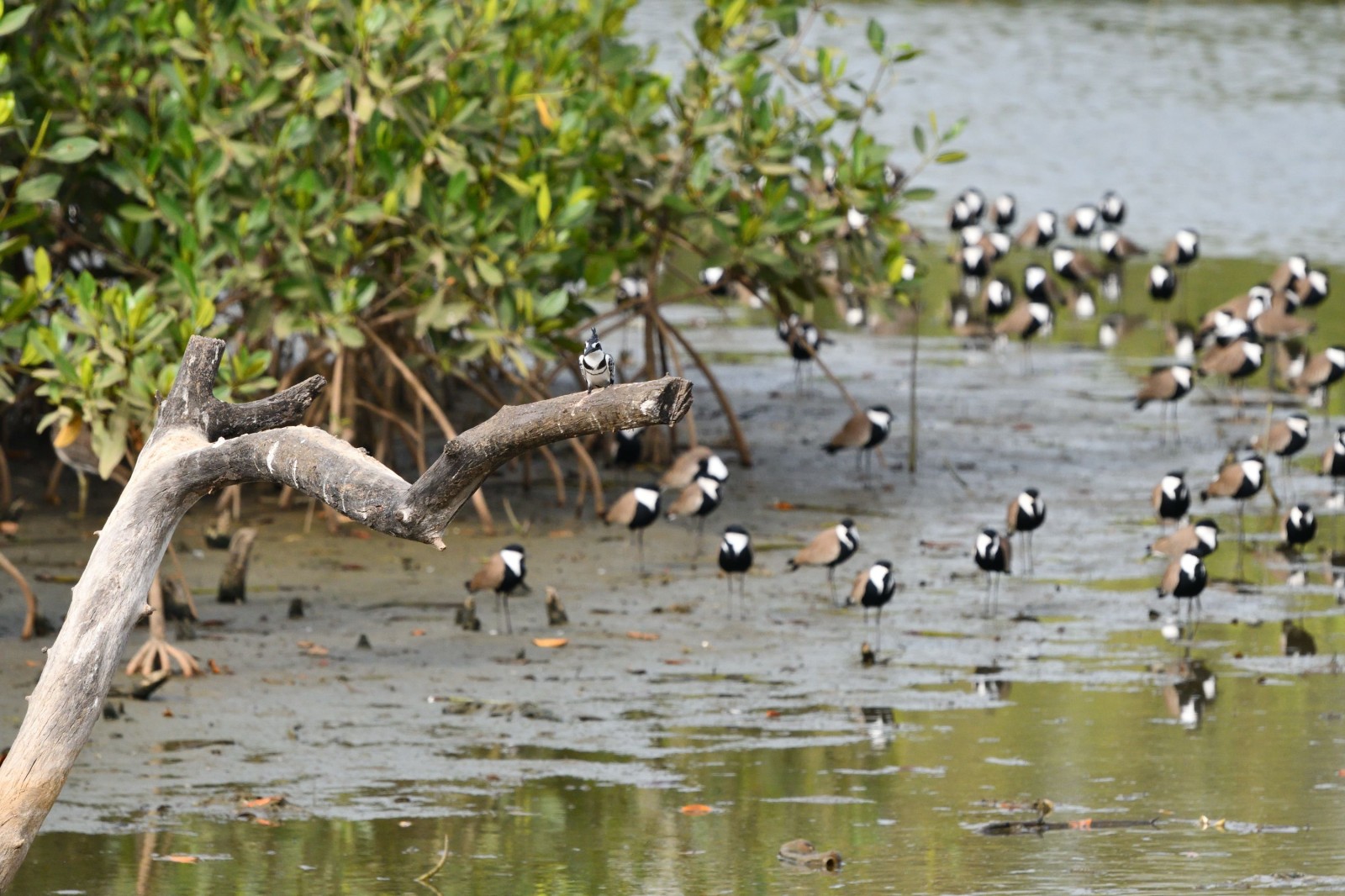 photo - Modou Birdguide