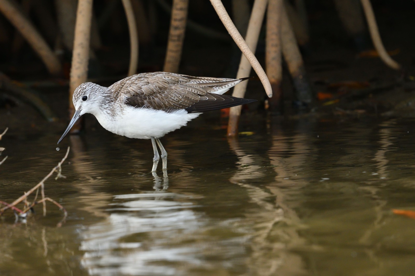 photo - Modou Birdguide