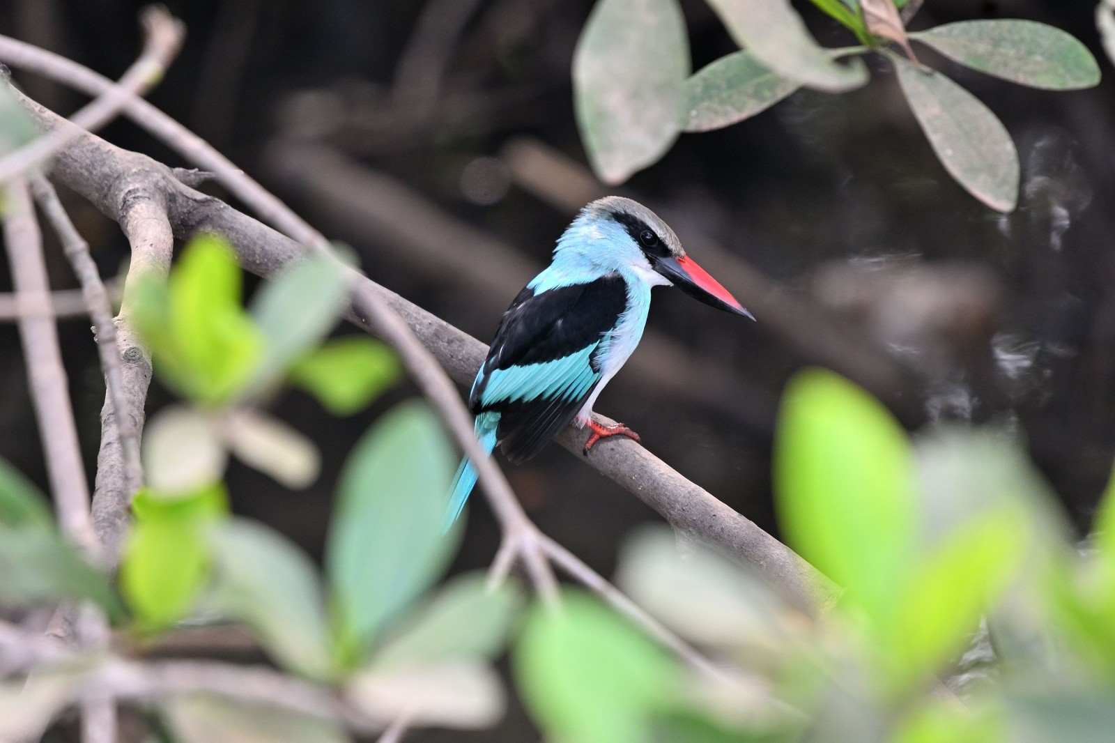 photo - Modou Birdguide