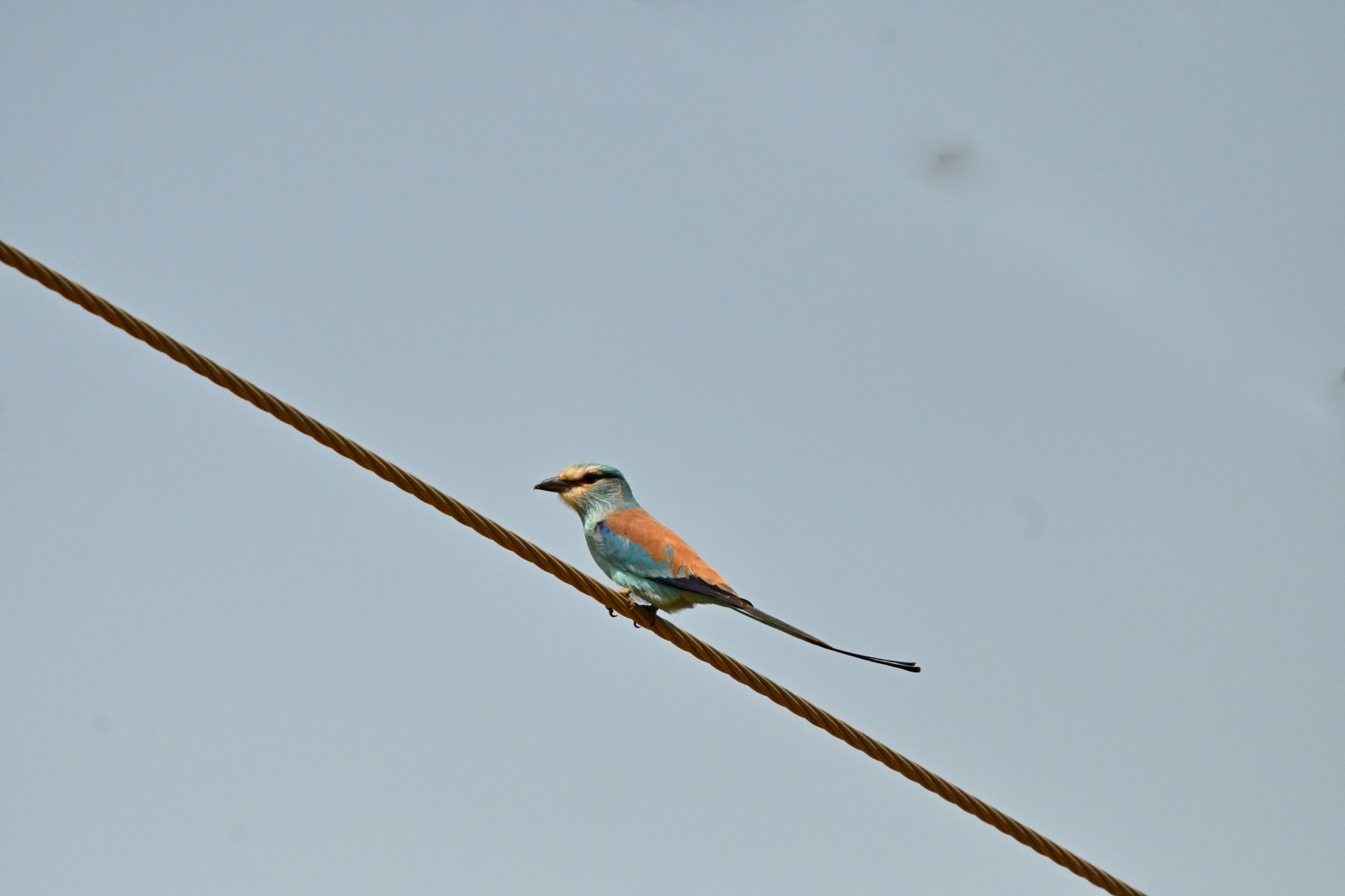 photo - Modou Birdguide